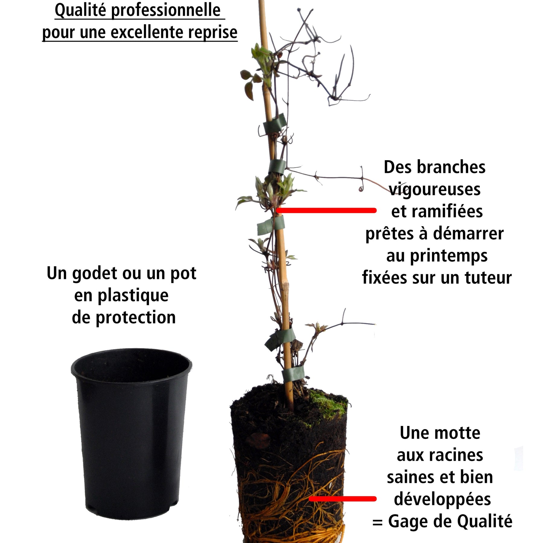 2 Jasmins étoilés - Trachelospermum jasminoides