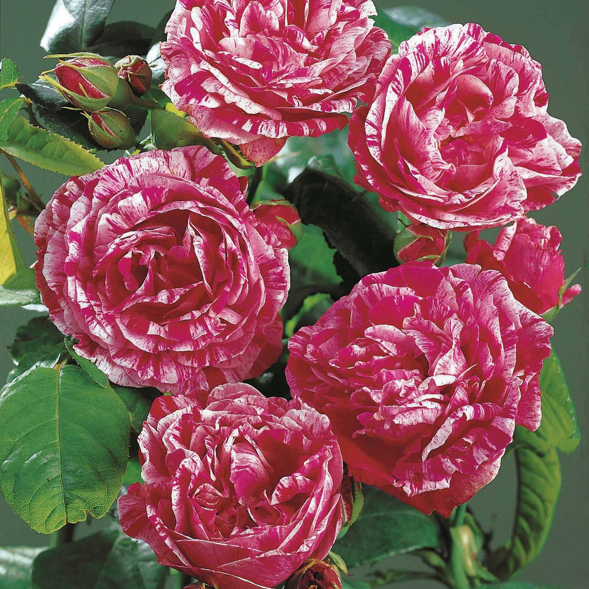 2 Rosiers botaniques Ferdinand Pichard (Bourbon) - Rosa ferdinand pichard - Plantes