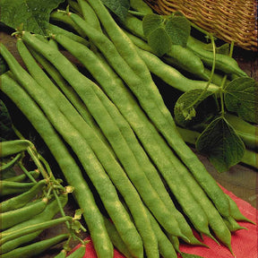 Haricot à rames Phénomène - Phaseolus vulgaris - Potager