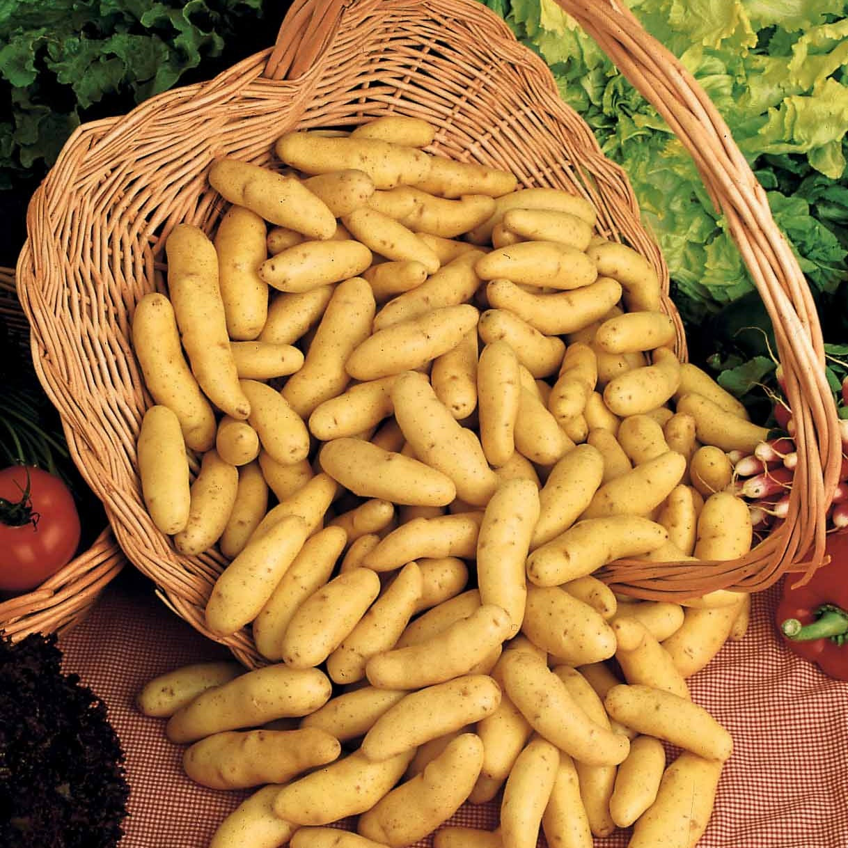 Pomme de terre Ratte (1,5 kg) - Solanum tuberosum  ratte - Potager