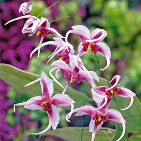 Epimedium Madame Butterfly - Epimedium madame butterfly - Plantes