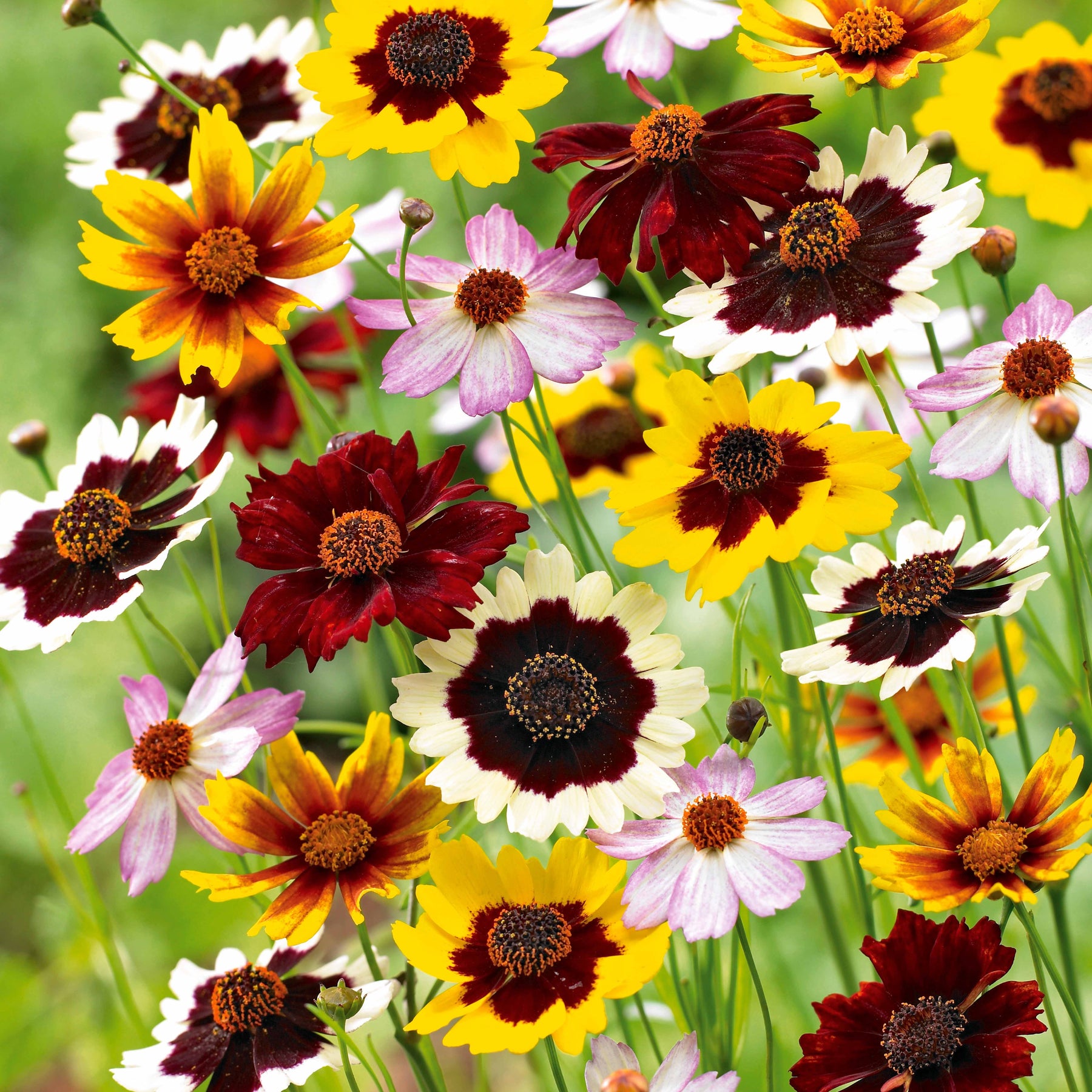 3 Coréopsis en mélange - Coreopsis - Plantes