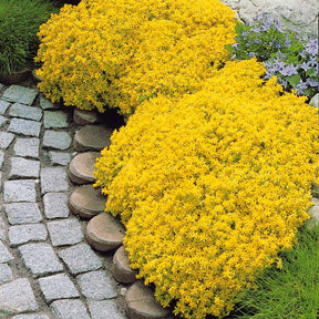 6 Poivres des murailles - Sedum acre - Plantes