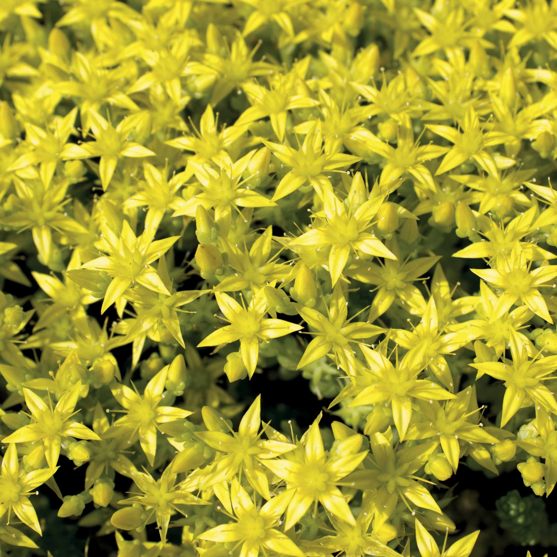 6 Poivres des murailles - Sedum acre - Plantes vivaces