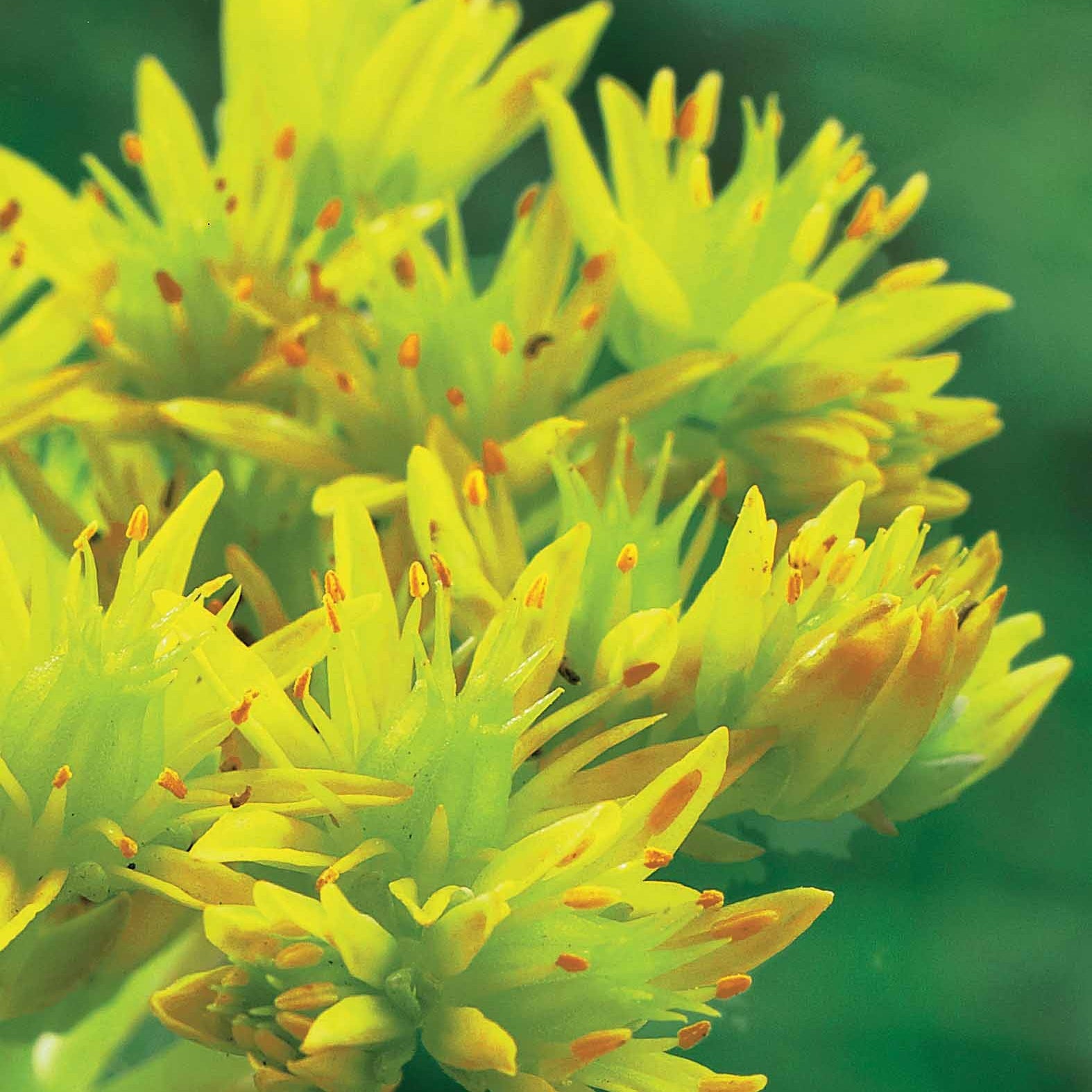 6 Poivres des murailles - Sedum acre