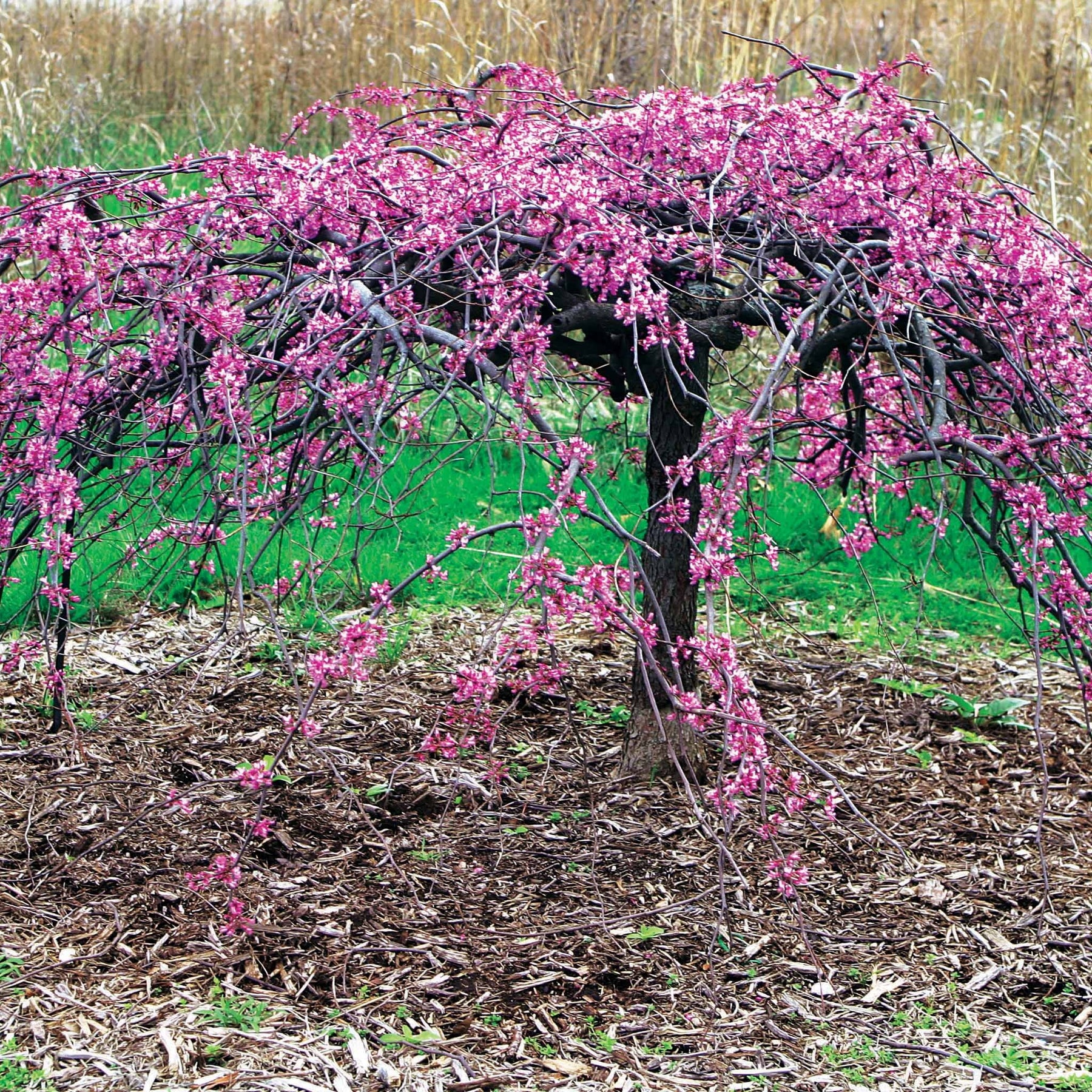 Gainier du Canada pleureur - Cercis canadensis lavender twist - Plantes