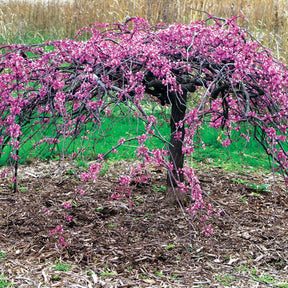 Gainier du Canada pleureur - Cercis canadensis lavender twist - Plantes