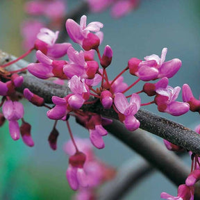 Gainier du Canada pleureur - Cercis canadensis lavender twist - Arbres