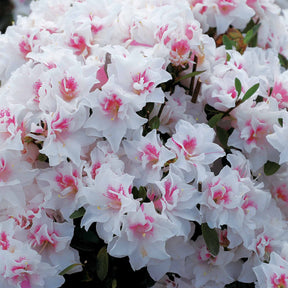 Azalée du Japon White Prince - Azalea japonica white prince - Arbustes