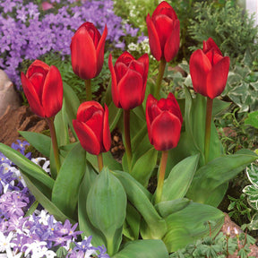 10 Tulipes Showwinner - Tulipa kaufmanniana showwinner - Plantes