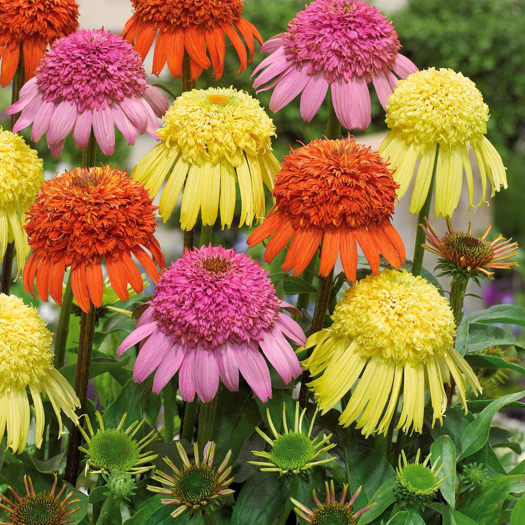 3 Echinaceas Secret en mélange - Echinacea secret mixed - Plantes