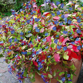 3 Plumbagos de Chine - Ceratostigma plumbaginoides - Plantes