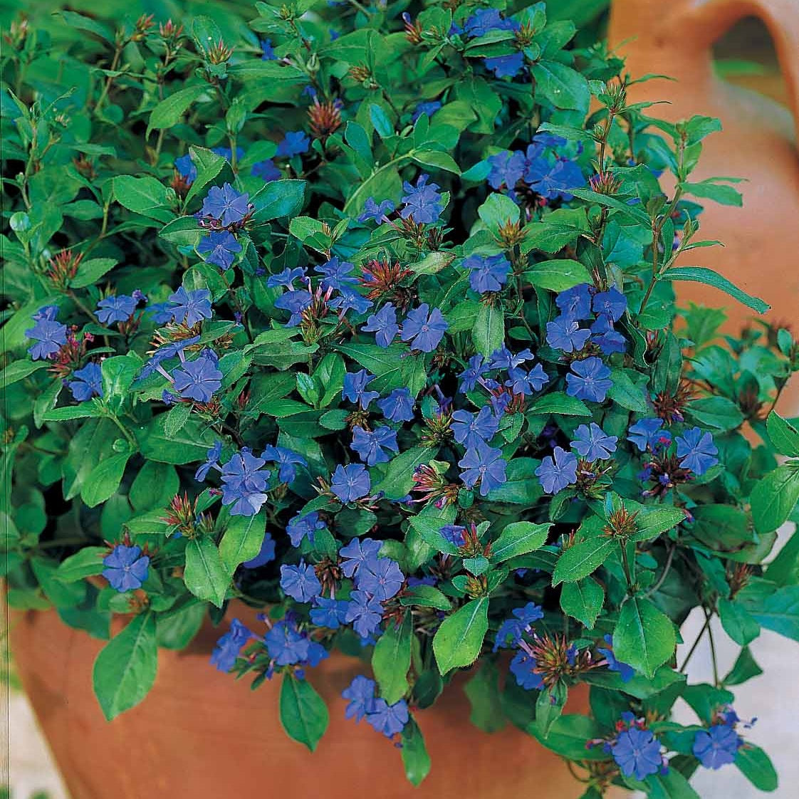 3 Plumbagos de Chine - Ceratostigma plumbaginoides - Plantes vivaces