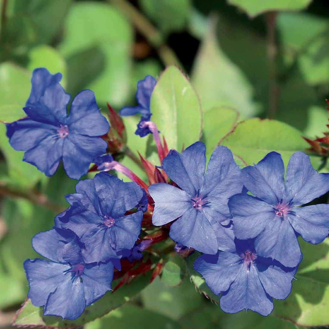 3 Plumbagos de Chine - Ceratostigma plumbaginoides - Fleurs vivaces