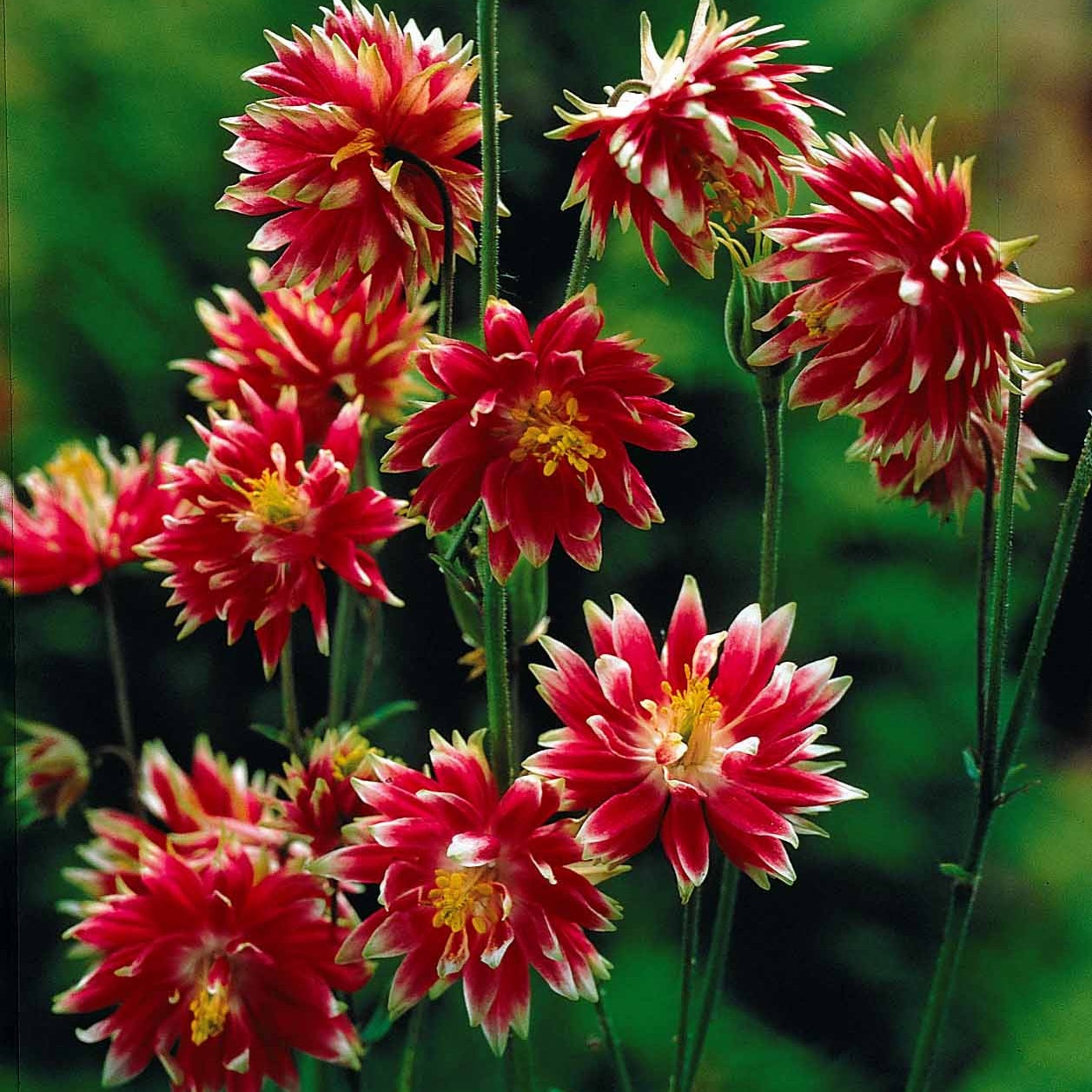 3 Ancolies doubles Nora Barlow - Aquilegia nora barlow - Plantes