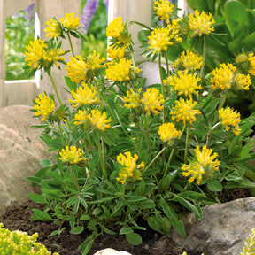 3 Trèfles jaunes - Anthyllis vulneraria - Plantes