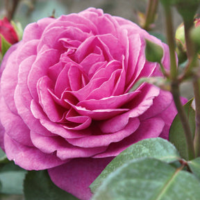 Rosier buisson Purple Rain - Rosa purple rain - Plantes