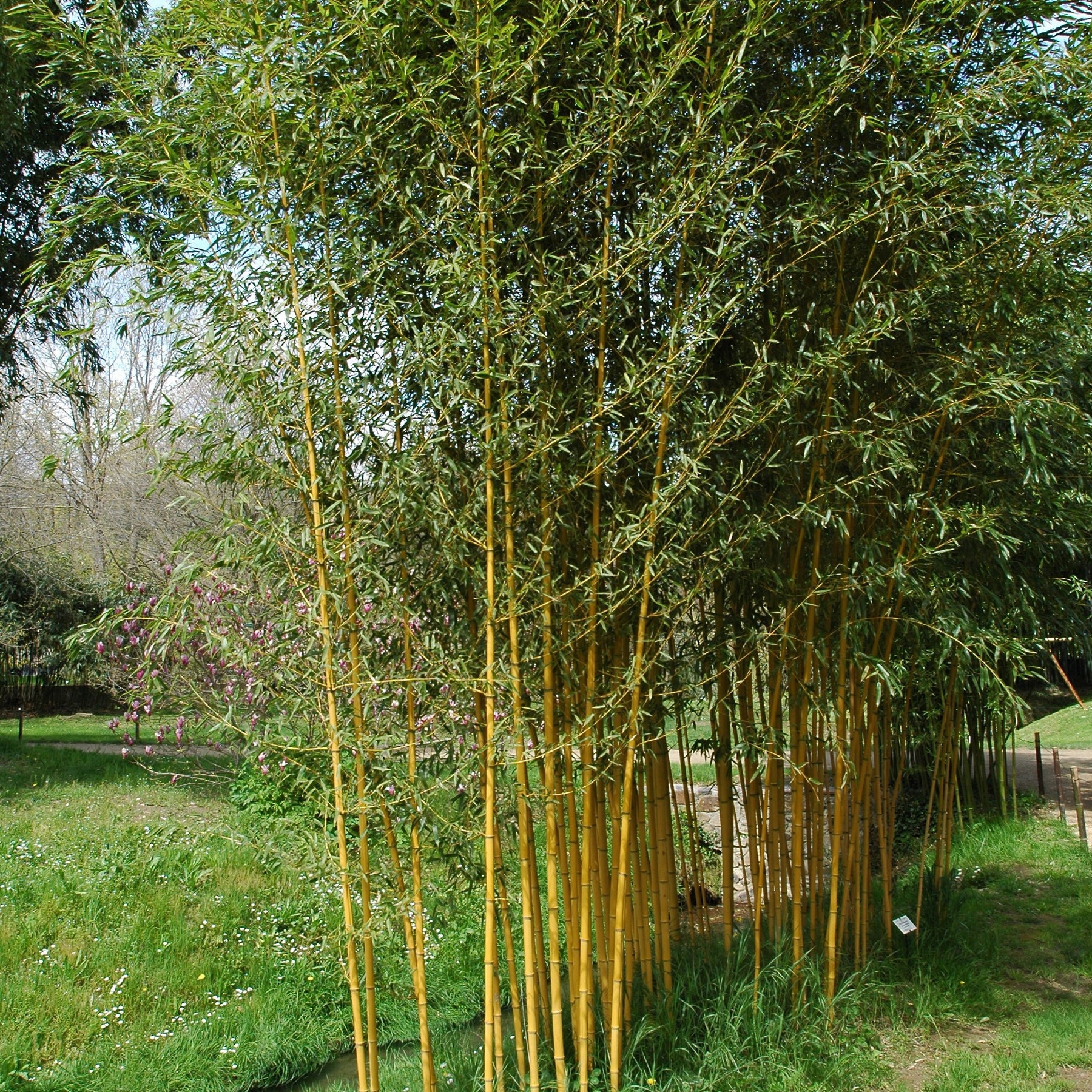 Bambou Phyllostachys aureosulcata Aureocaulis 7L - Phyllostachys aureosulcata aureocaulis - Plantes