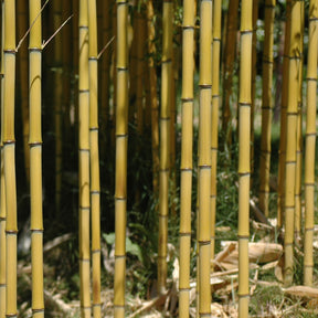 Bambou Phyllostachys aureosulcata Aureocaulis 7L - Phyllostachys aureosulcata aureocaulis - Arbustes