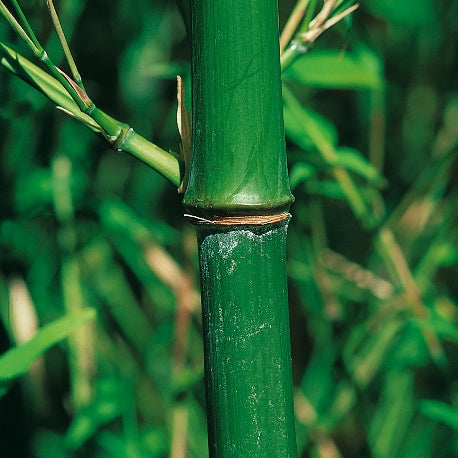 Bambou Phyllostachys bissetii 7L - Phyllostachys bissetii - Arbustes