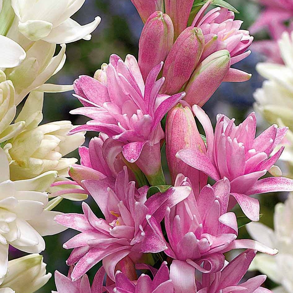 Tubéreuse double rose - Polianthes tuberosa pink sapphire - Plantes