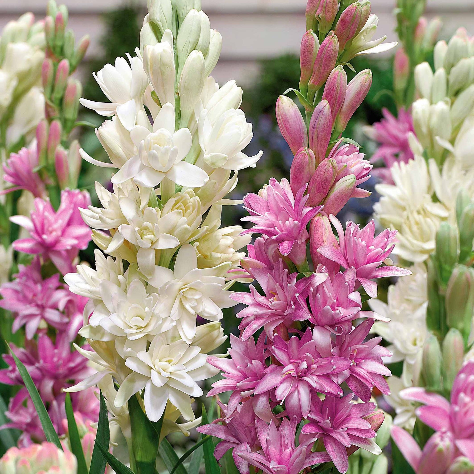 Tubéreuse double rose - Polianthes tuberosa pink sapphire - Bulbes à fleurs