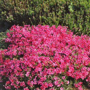 6 Phlox mousse roses - Phlox subulata - Plantes