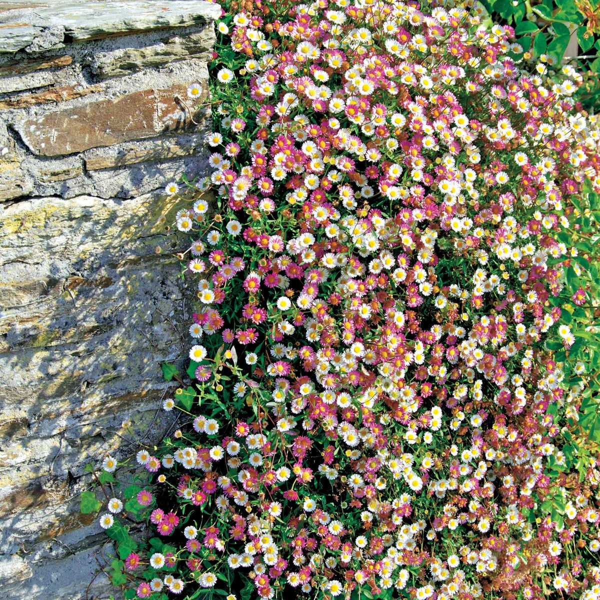 2 Vergerettes - Erigeron karvinskanius - Plantes