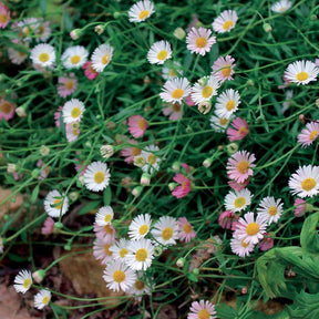 2 Vergerettes - Erigeron karvinskanius - Plantes vivaces