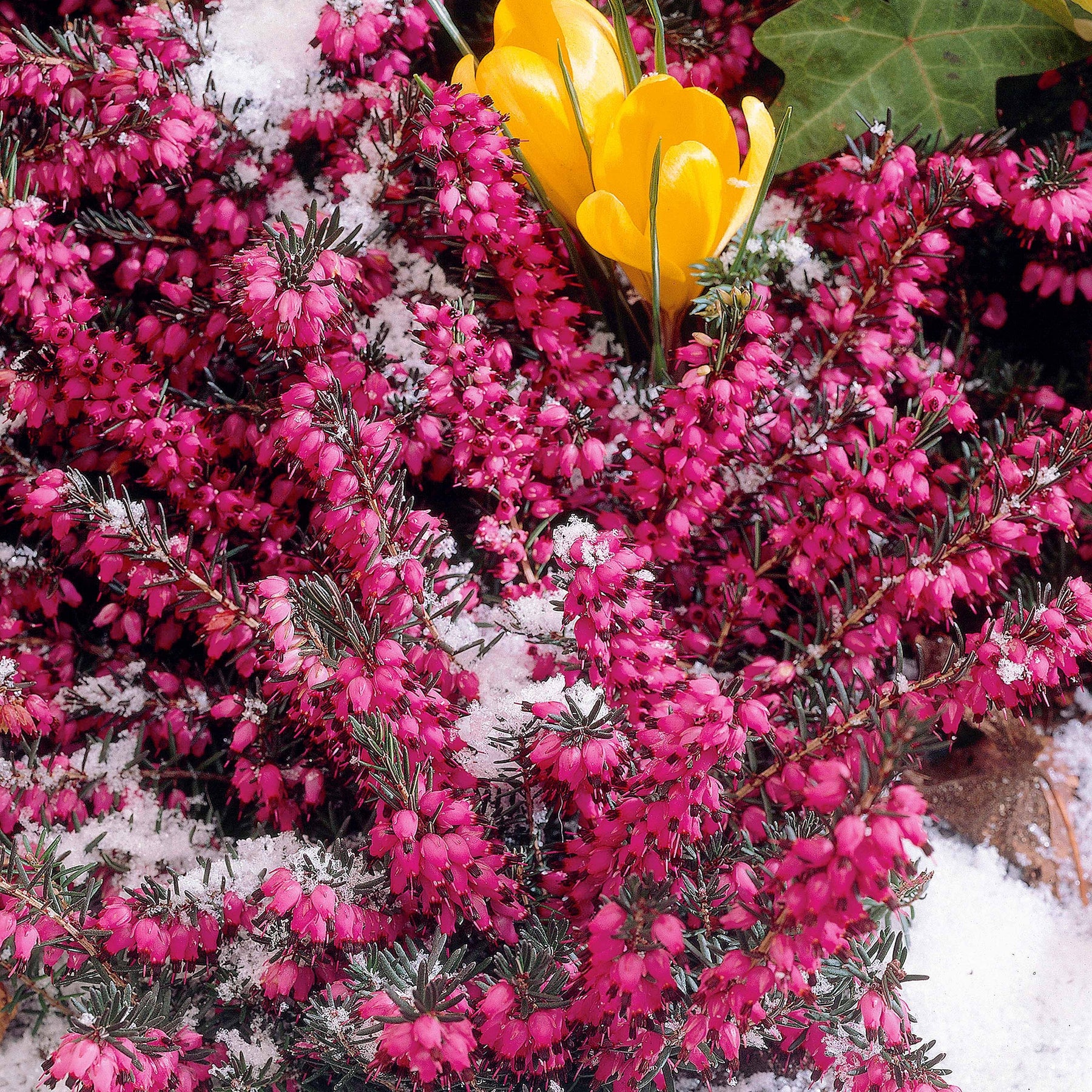 Bruyère Lucie - Erica darleyensis winter belles ® 'lucie' - Plantes