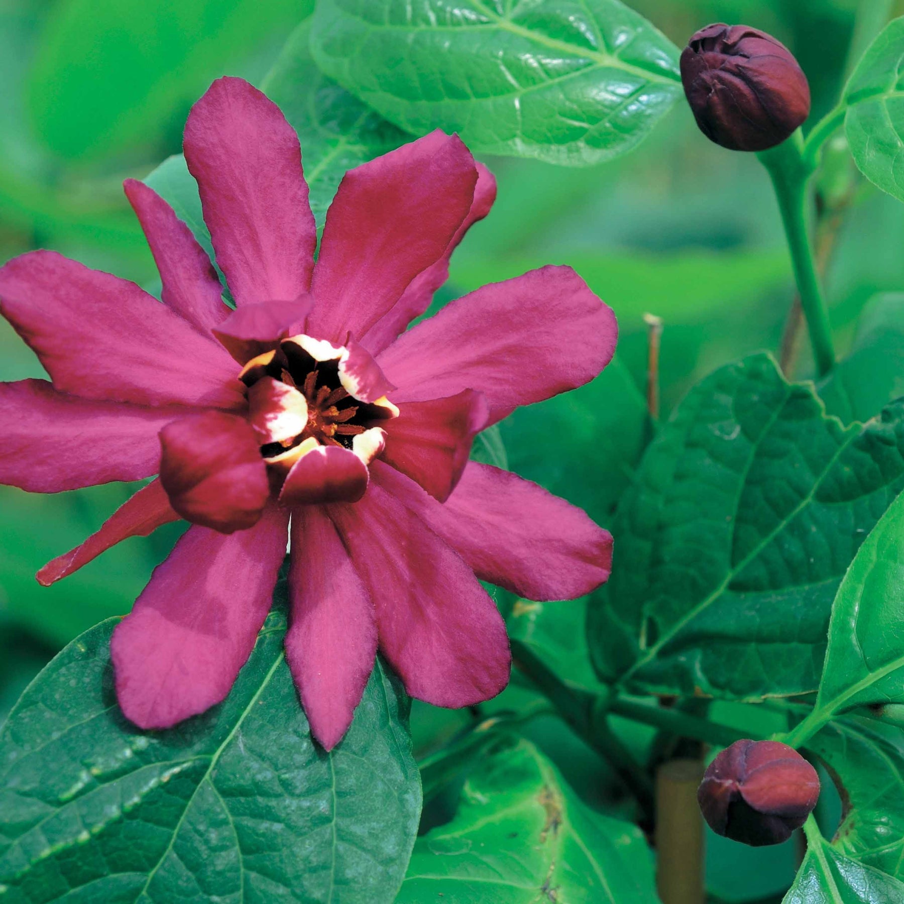 Arbre aux anémones rouge - Sinocalycanthus x raulstonii hartlage wine - Plantes