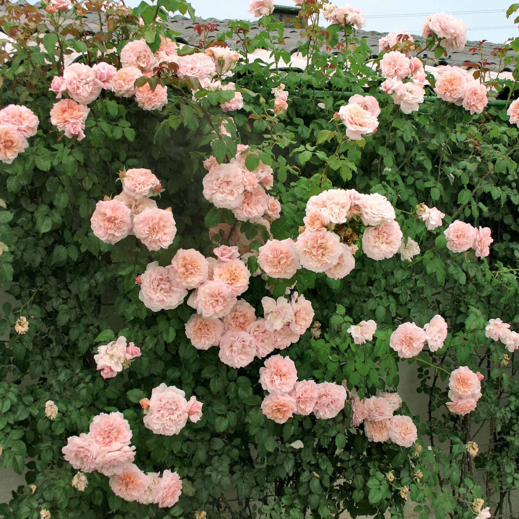 Collection de 2 rosiers grimpants (Hella, Rose de Tolbiac) - Rosa rose de tolbiac , hella - Plantes