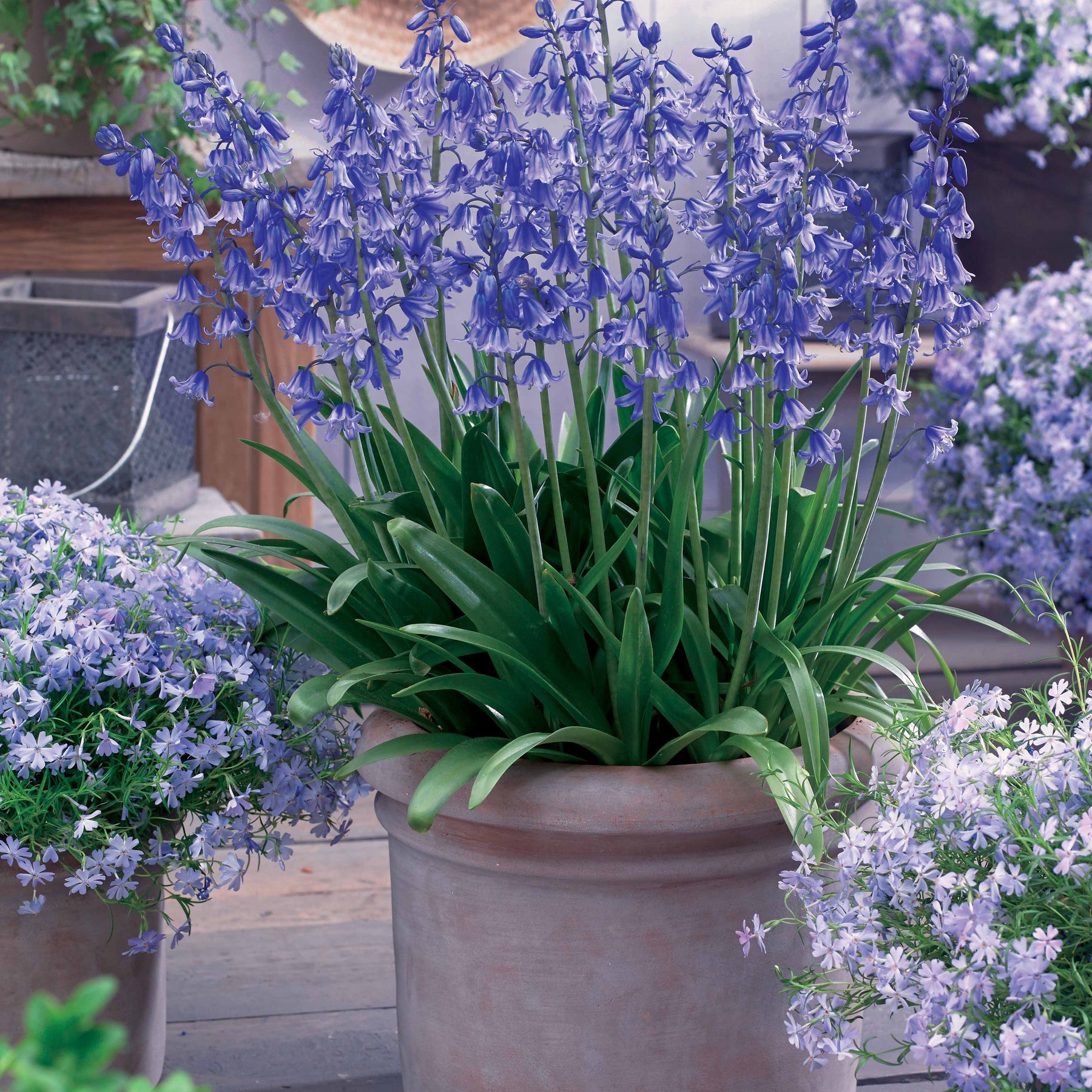 10 Jacinthes d'Espagne - Hyacinthoides hispanica - Plantes