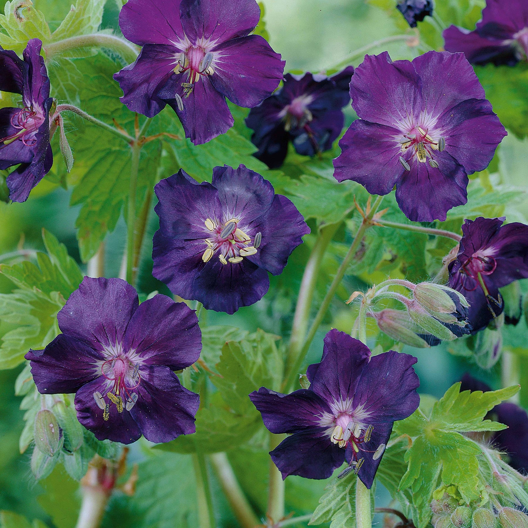 3 Géraniums vivaces Raven - Geranium phaeum raven - Plantes