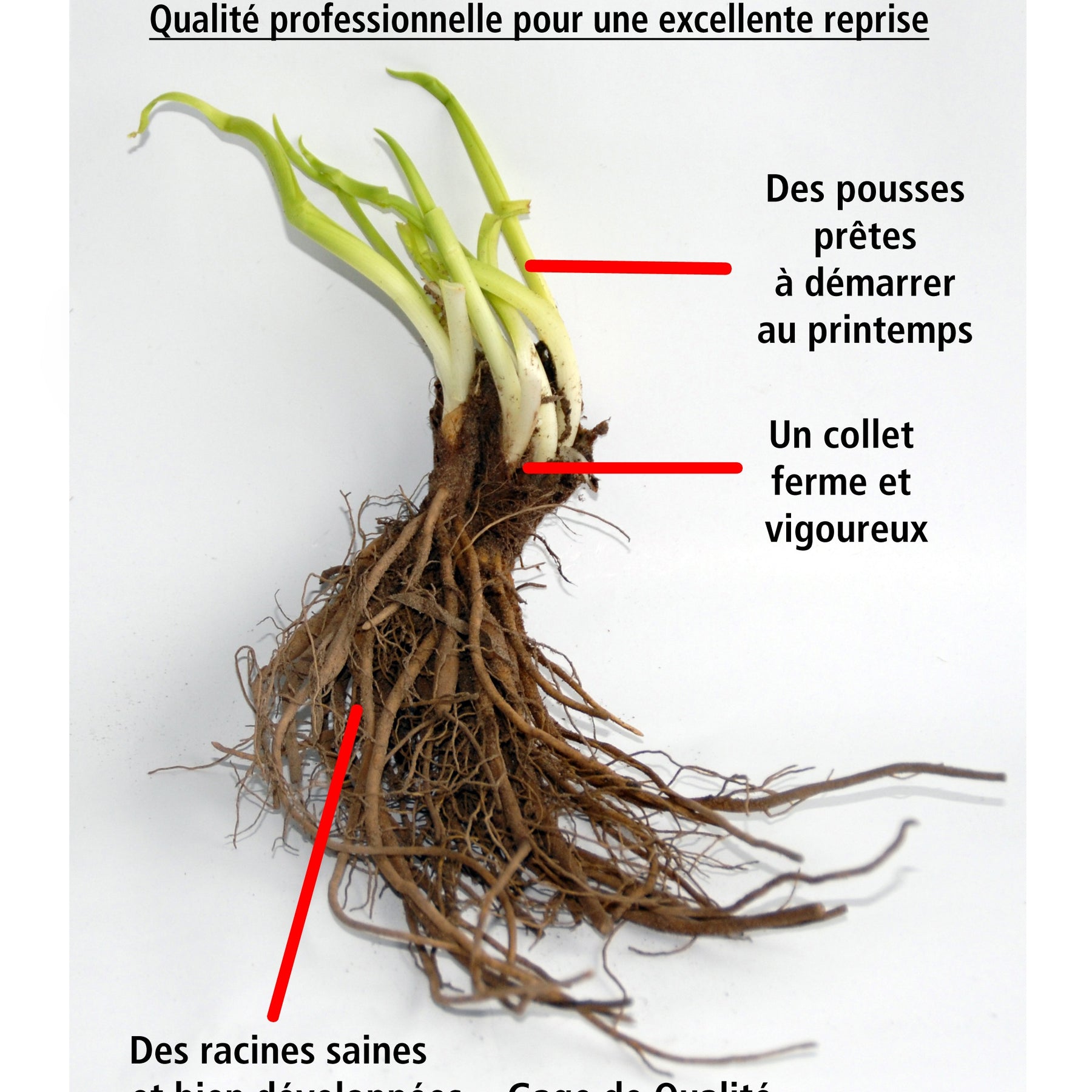 3 Géraniums vivaces Raven - Geranium phaeum raven - Plantes vivaces