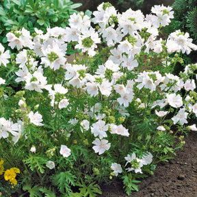 3 Mauves blanches - Malva moschata alba - Plantes