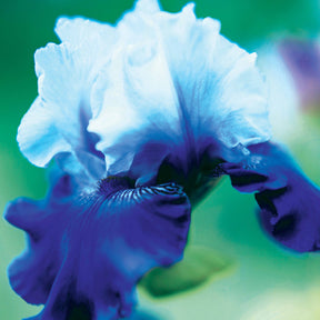 3 Iris de jardin remontant Best Bet - Iris germanica best bet - Plantes