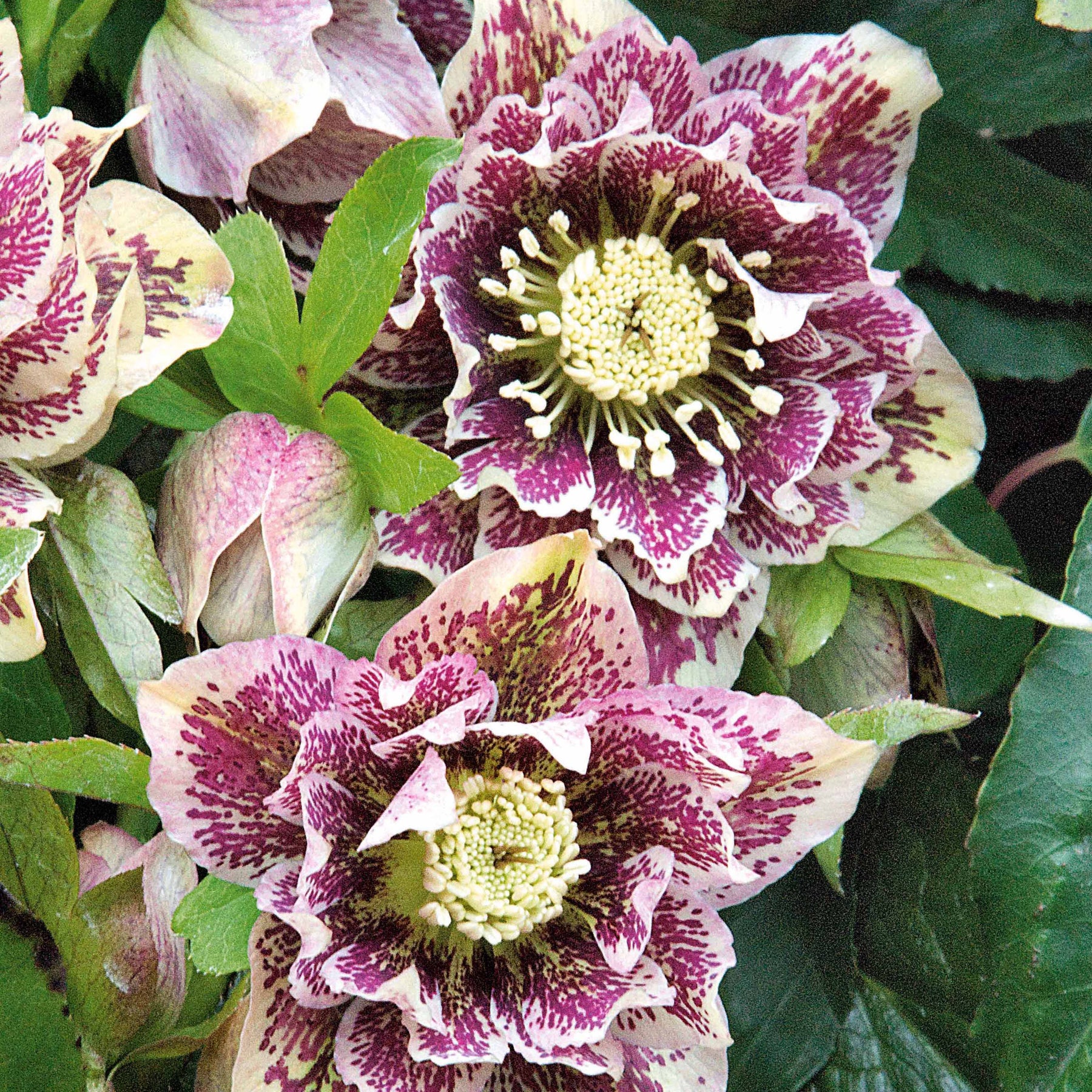 Hellébores d'Orient doubles blanches - Helleborus orientalis double white spotted - Plantes