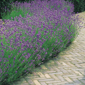 6 Lavandes bleues - Lavandula angustifolia munstead - Plantes vivaces