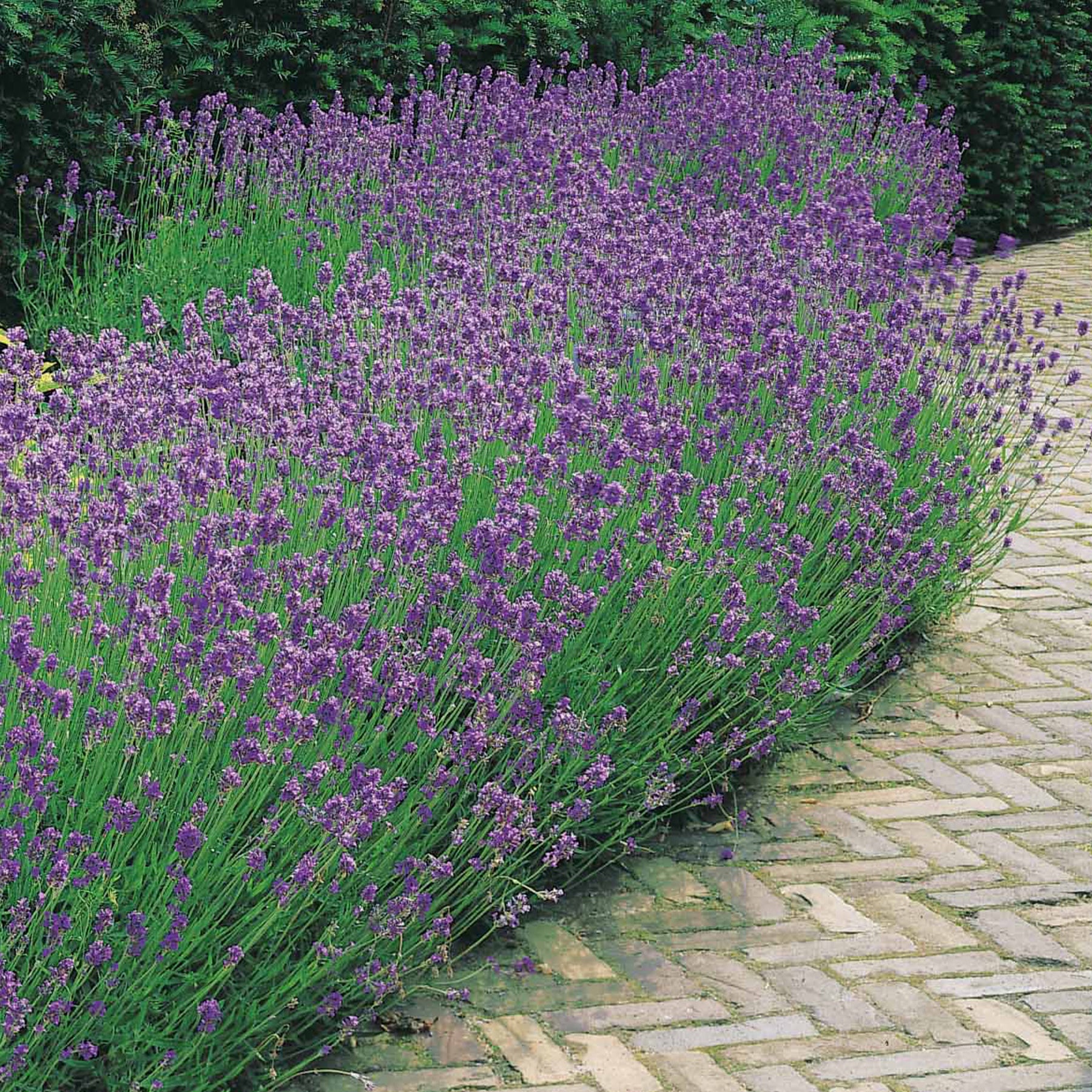 15 Lavandes bleues - Lavandula angustifolia munstead - Willemse