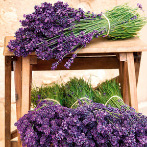 Lavandula angustifolia munstead - 15 Lavandes bleues - Lavandes