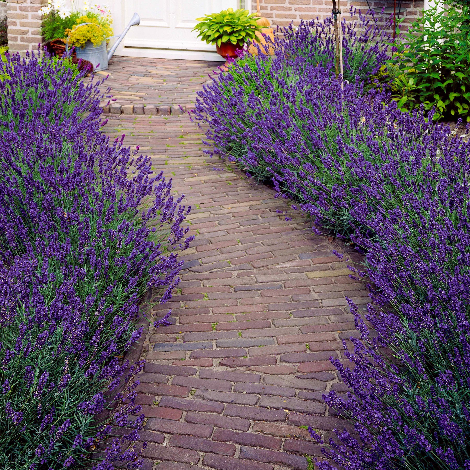 Lavandes - 15 Lavandes bleues - Lavandula angustifolia munstead