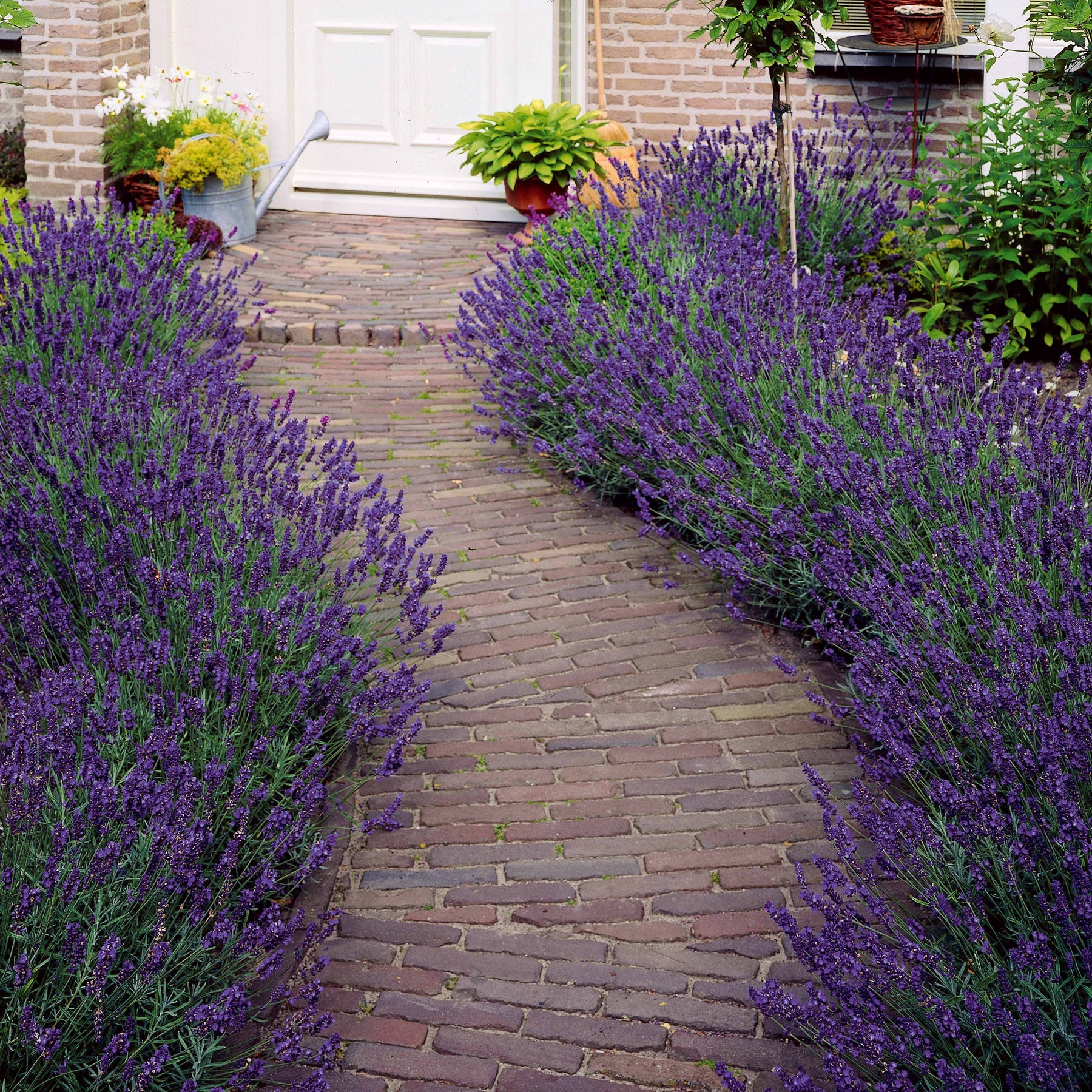 6 Lavandes bleues - Lavandula angustifolia munstead