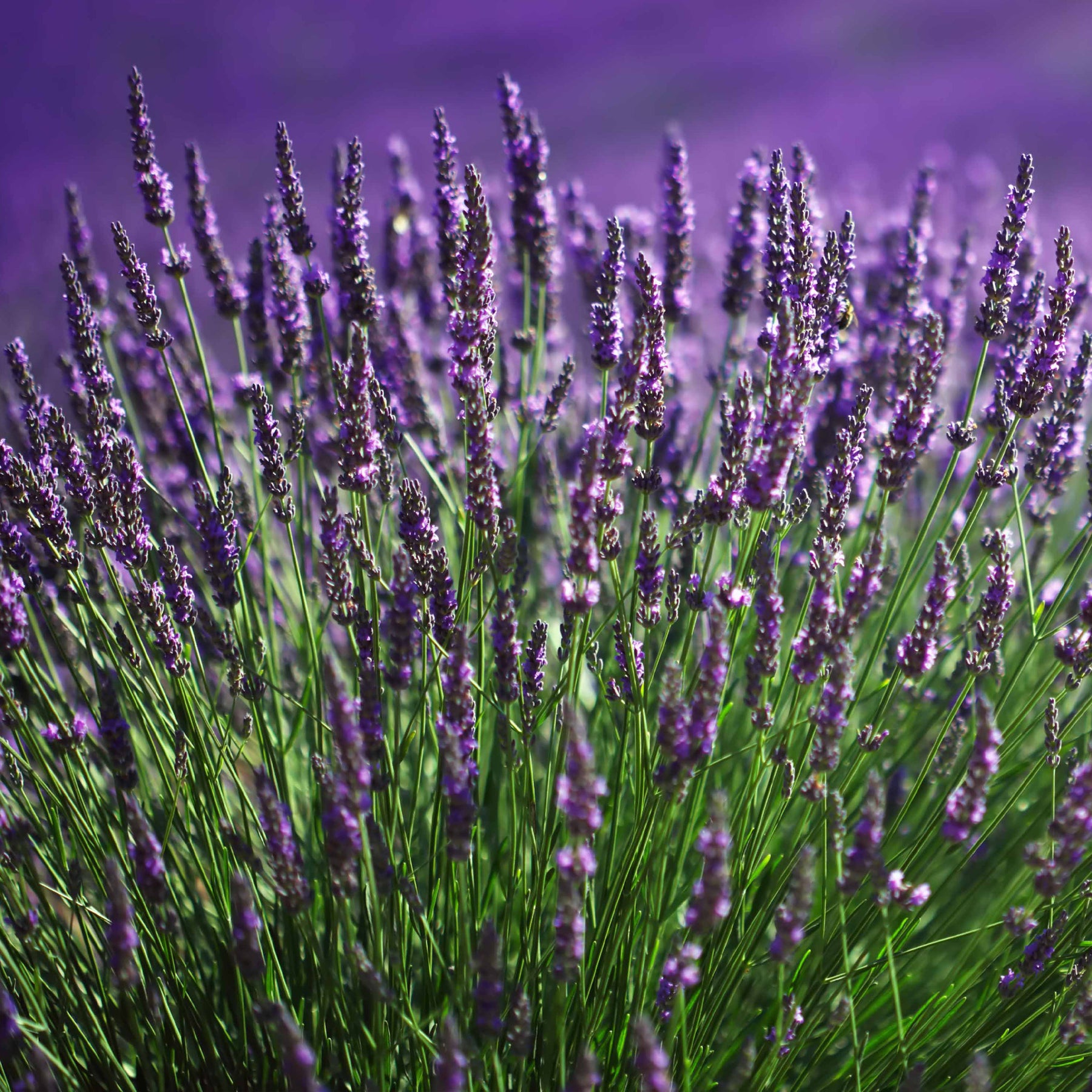 Vente 15 Lavandes bleues - Lavandula angustifolia munstead