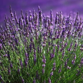 Vente 15 Lavandes bleues - Lavandula angustifolia munstead