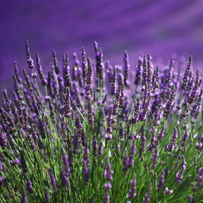 6 Lavandes bleues - Lavandula angustifolia munstead