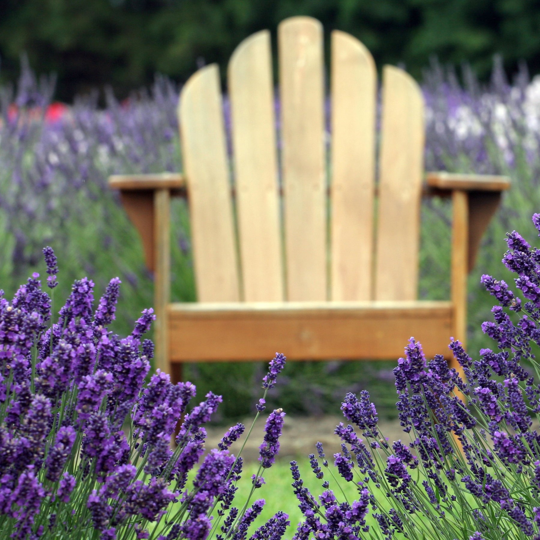 6 Lavandes bleues - Lavandula angustifolia munstead