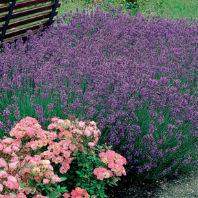 6 Lavandes bleues - Lavandula angustifolia munstead