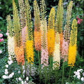 5 Eremurus en mélange - Eremurus - Plantes