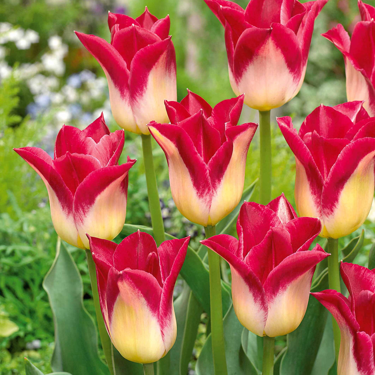 10 Tulipes Triomphe Romano - Tulipa romano - Plantes